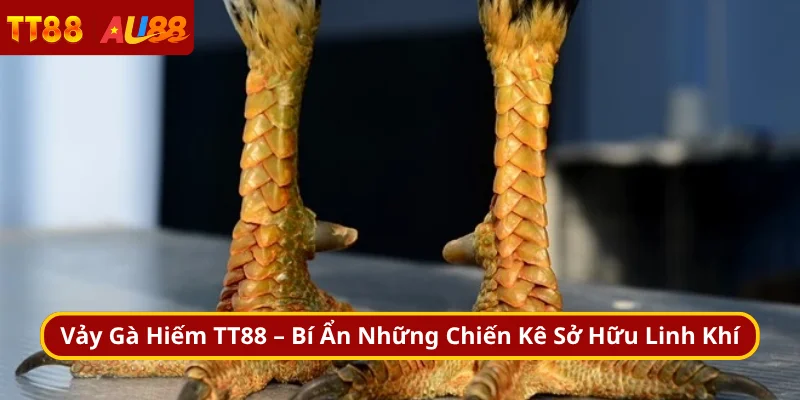 Vảy Gà Hiếm TT88 – Bí Ẩn Những Chiến Kê Sở Hữu Linh Khí